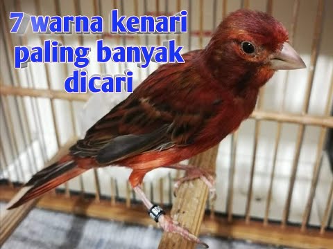 Video: Papan Kenari: Kenari Amerika Dan Kenari, Tidak Bermata Dan Bermata, Kenari Kaukasia Dan Eropa, Penggunaan Papan