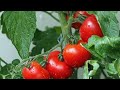 تحجيم الطماطم وزيادة الإنتاجية وزيادة نسبة التلوين في ثمار الطماطم