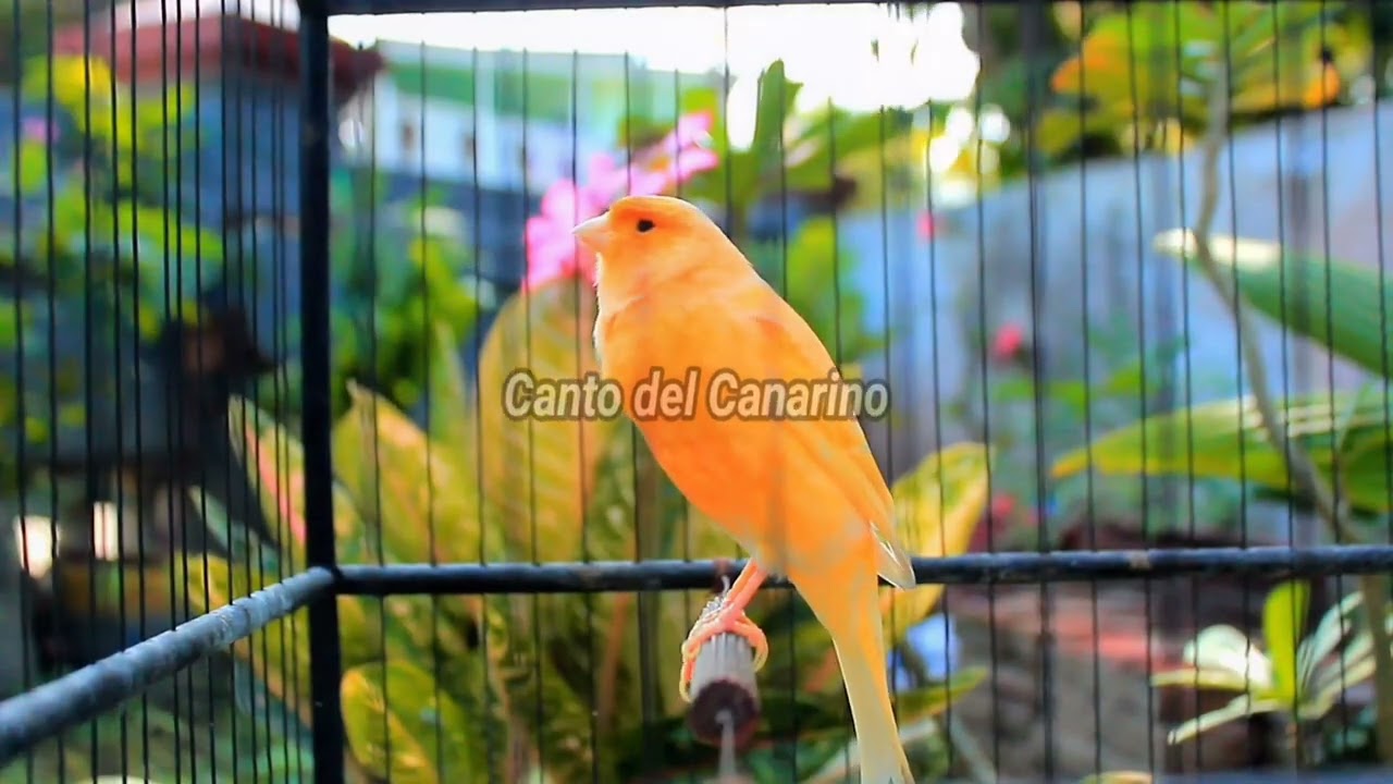 Canto del Canarino Forte e Naturale per Allenamento, Richiamo e Relax 21