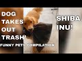 DOG TAKES OUT TRASH FOR OWNER | SHIBA INU! | SHUSKY! | ADORABLE PET VIDEOS | FUNNY PETS COMPILATION