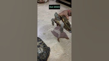 5 Years of Growth and Change: My Red Eared Slider Turtle