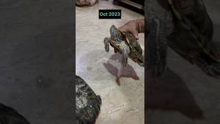 5 Years of Growth and Change: My Red Eared Slider Turtle