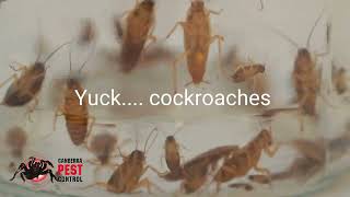 Protect your home and business from pests with Canberra Pest Control