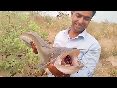 How To Catch Catfish Fishing TechniquesTreble Hook Fishing Charai video ...