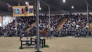 DNL FIRE'S FRAN sells for $110,000 at Topeka Spring Sale 2024
