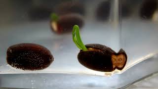 #1 Germinação da flor de lotus / lotus seeds germination