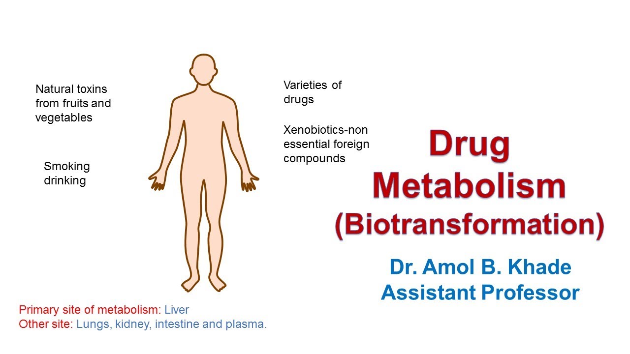 Метаболизм лекарственных средств. Часть 1.