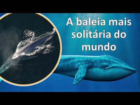Vídeo: A Baleia Mais Solitária Do Mundo - Visão Alternativa