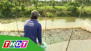 Kỹ thuật nuôi ếch kết hợp cá | Khuyến nông - 16/4/2023 | THDT