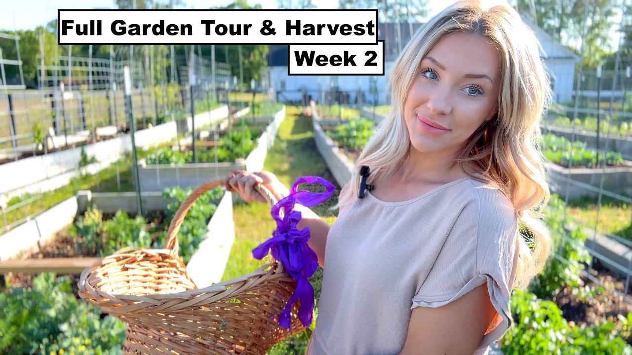 Full Garden Tour and Harvest (Week 2) - YouTube