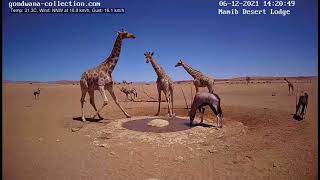 NamibiaCam: Baby Giraffe with family - 6/12/2021