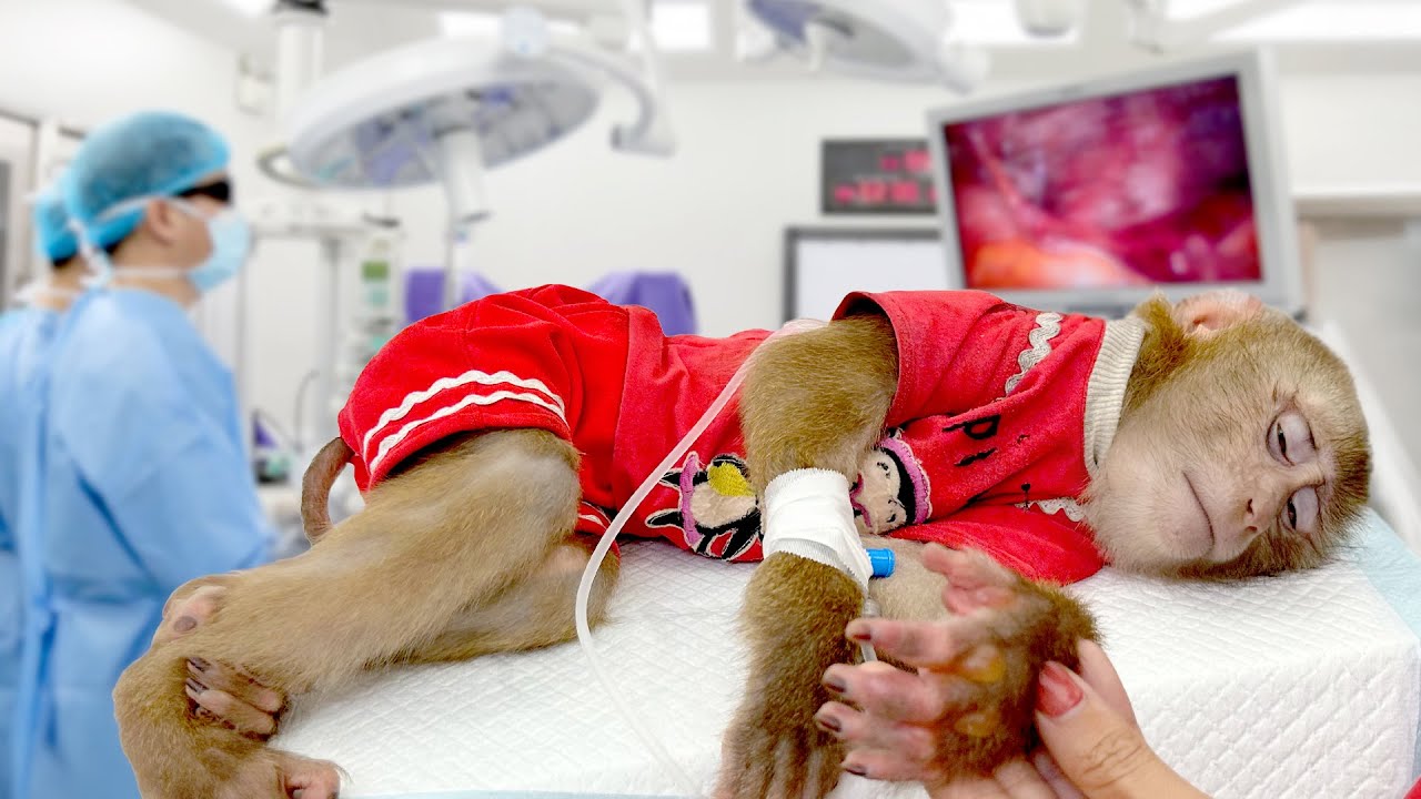 Врачи перепробовали все способы лечения обезьянки ПиПи.