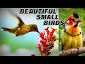 5 Most Beautiful Small Birds In The World/دنیا میں خوبصورت ترین پرندے