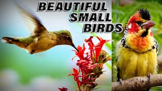 5 Most Beautiful Small Birds In The World/دنیا میں خوبصورت ترین پرندے
