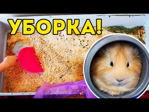 Уборка в клетке морских свинок / SvinkiShow