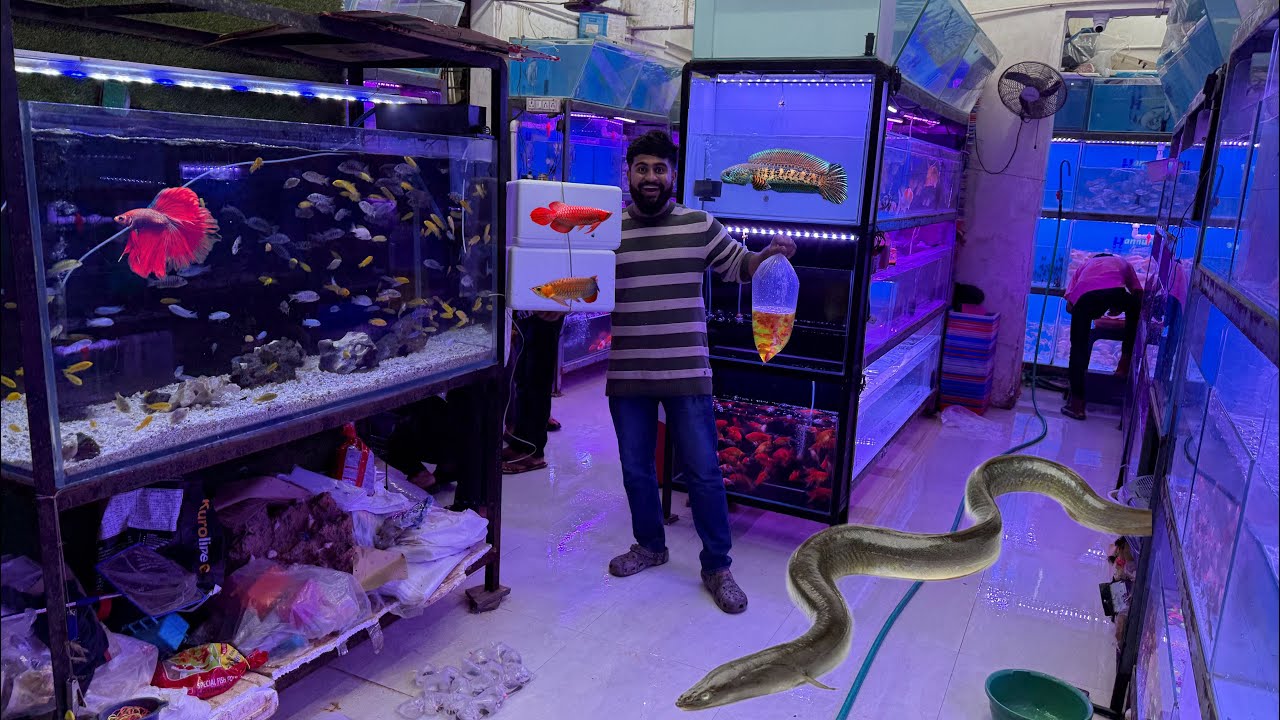 Bahot Sari Shopping 🛍️ Kar Li Aaj Kurla Fish Market Se #arowana