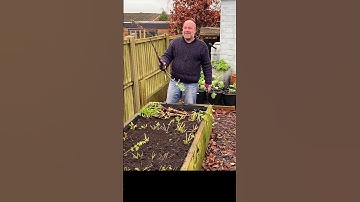 #short Harvesting parsnips for tea