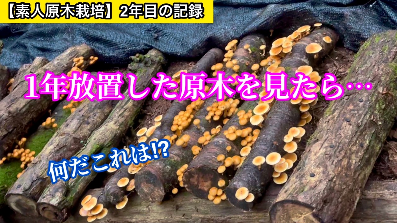 【素人原木栽培】これは…原木栽培絶対やるべきだろ‼︎