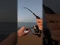 WOLFSBARSCH Angeln am Mittelmeer - alles was du wissen musst | Teil 1 #spinnfischen  #wolfsbarsch