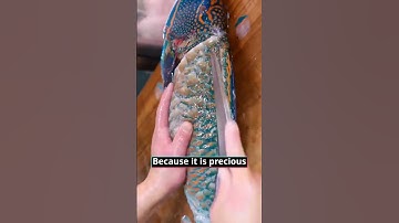 How precious is the Napoleon fish? Cut open the moment of amazement to you!#nigelning#shorts