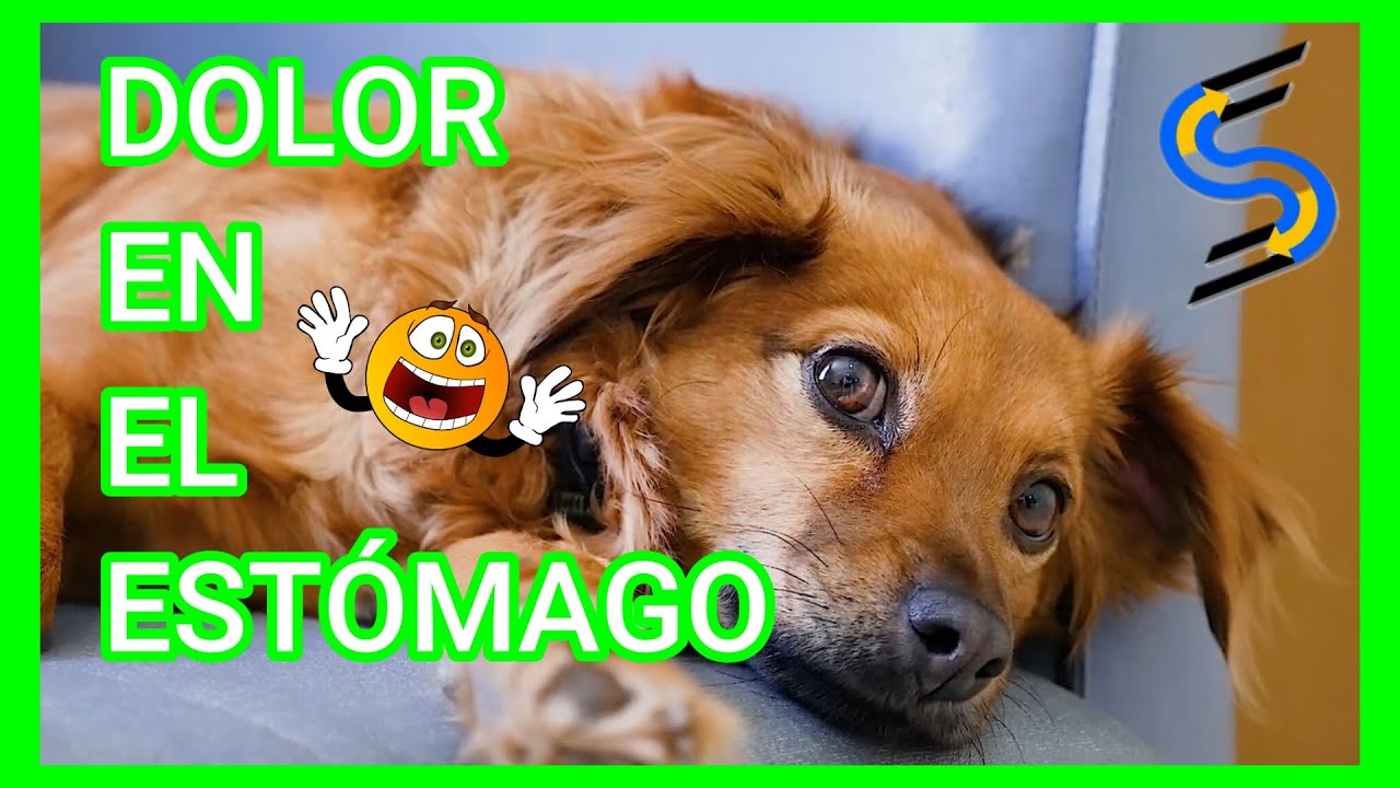 🍯 🥕Remedios CASEROS para el DOLOR de ESTÓMAGO en PERROS 🐶 - YouTube