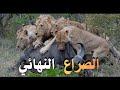 نهاية المعركة كامبولا ضد الجواميس