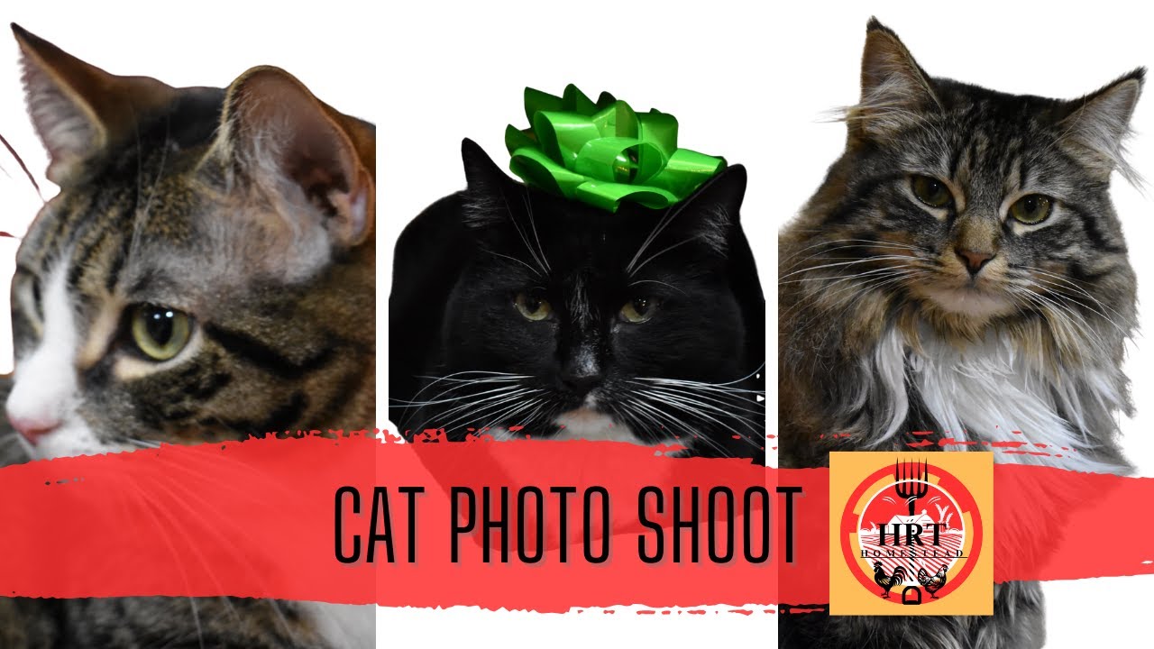 Cat photo shoot !