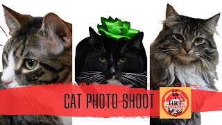 Cat photo shoot !