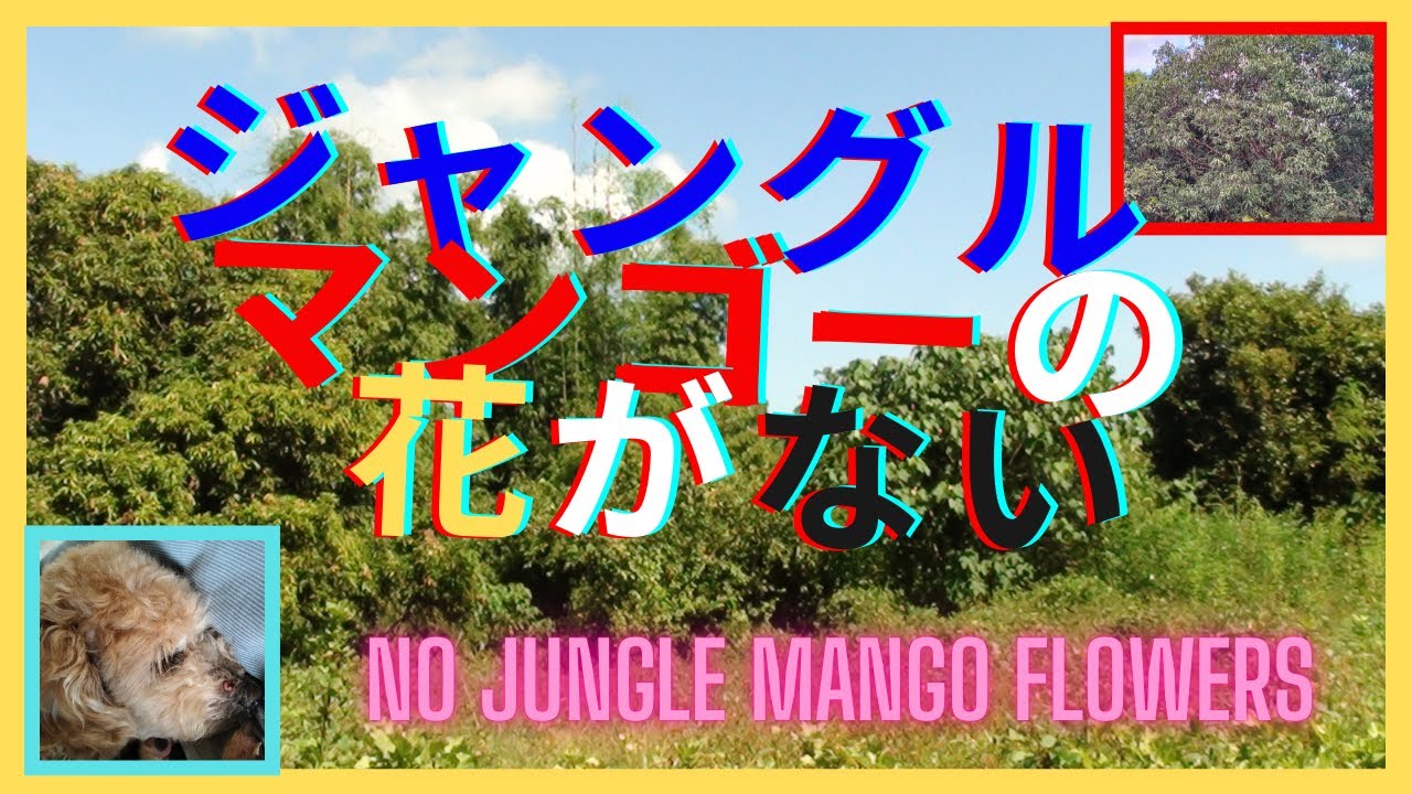 ジャングルマンゴーの花がない　No jungle mango flowers