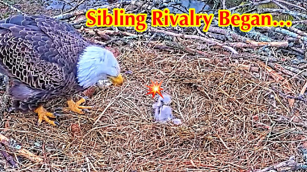 #25🦅BC28🐥3° & BC29🐥1°／Bluff City Bald Eagle Nest 2026／Frances💗Franklin ／ETSU/BTES Eagle Cameras