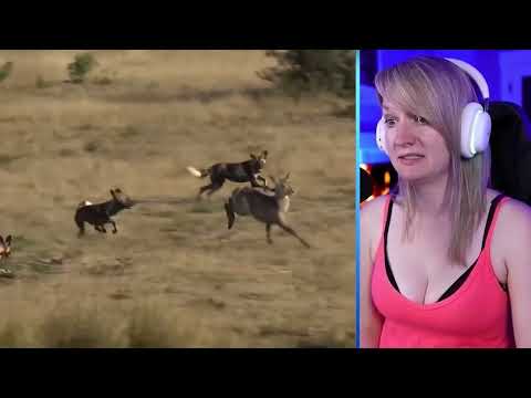 15 Petrifying Attacks By Merciless Wild Dogs Caught On Camera Part 1 | Luong Vlog