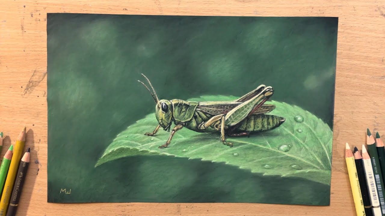 Кузнечик на листе — рисунок цветным карандашом