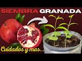 Como GERMINAR GRANADA en CASA  👩‍🌾🌱 2 Métodos ✅