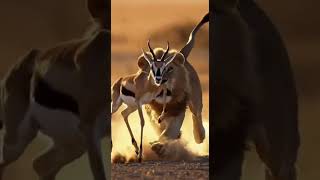 Slow motion of a lion attacking an antelope   dust flying, tension