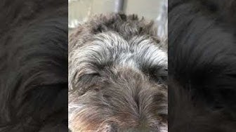 70以上 犬 チック症状 犬 チック症状 アニメ画像 データセット