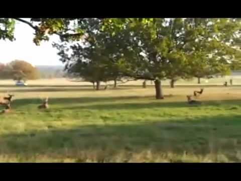 Fenton the dog ***SPOOF*** - "Jaason!"