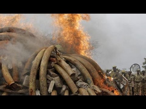 Cameroon burn over 6 tons of seized elephant ivories