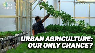 Why have a classic rooftop when you can have an urban garden?