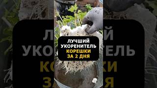 Лучший укоренитель для любых черенков #огород #дача #сад #черенкование #советыдачникам