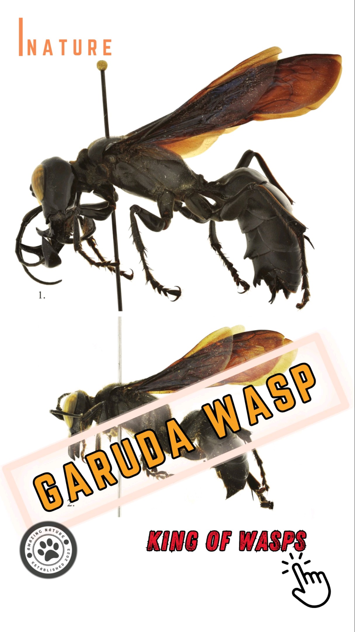 Garuda Wasp 🐝 King of Wasps - YouTube