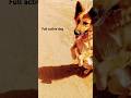full active dog rubby#dogtraining #dogcoach #doglover #germanshepherd #viralvideo  #viralshort