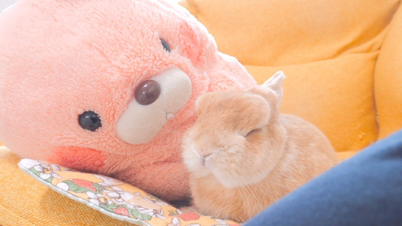 オリジナルのうさぎ[47] An old friend came back, and my rabbit no longer felt lonely【No