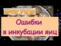 Ошибки в инкубации яиц // помощь в инкубации Гном Волга / субтитры