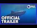 Hawaii's Sharks: Unique Characteristics and Challenges