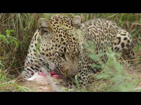 Nchila Male Leopard Feeds On His Kill