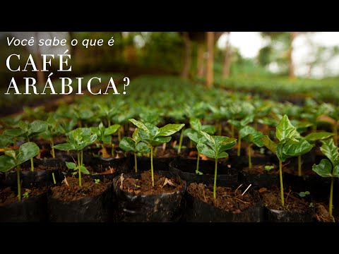 Vídeo: Diferença Entre Arábica E Robusta