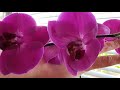 🔴🦋 мои цветущие орхидеи