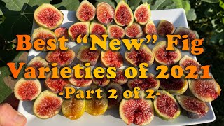 Best "New" Fig Varieties of 2021 (part 2 of 2)