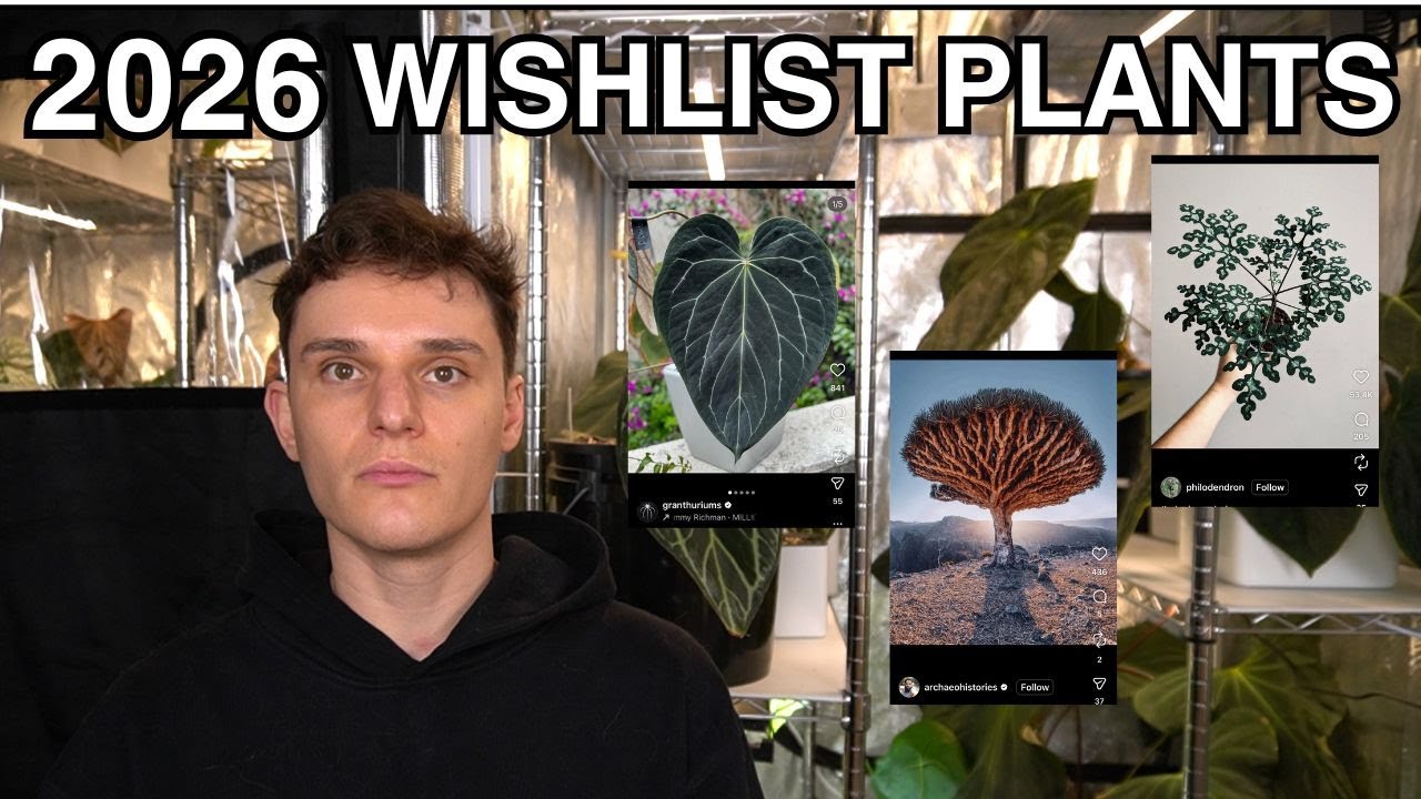 2026 Wishlist: Anthurium and More