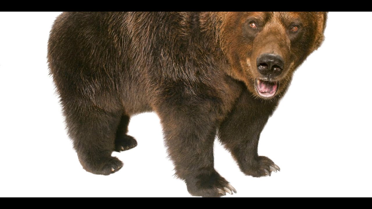 Bear Vodka Fall of Berlin Campaign Gameplay